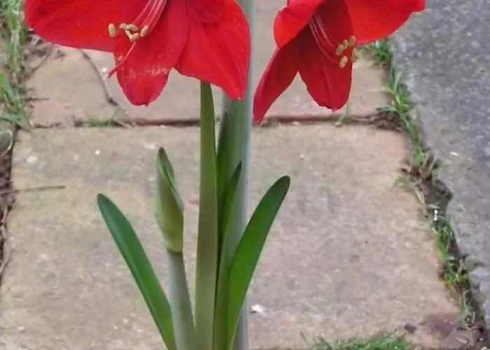 Appartement Elenh House